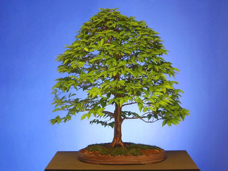 bonsai tree on display