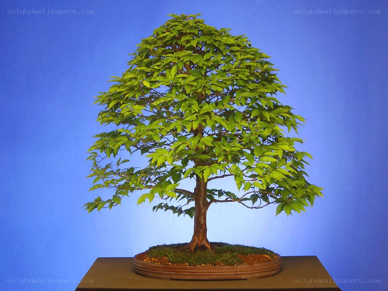 Bonsai tree on display
