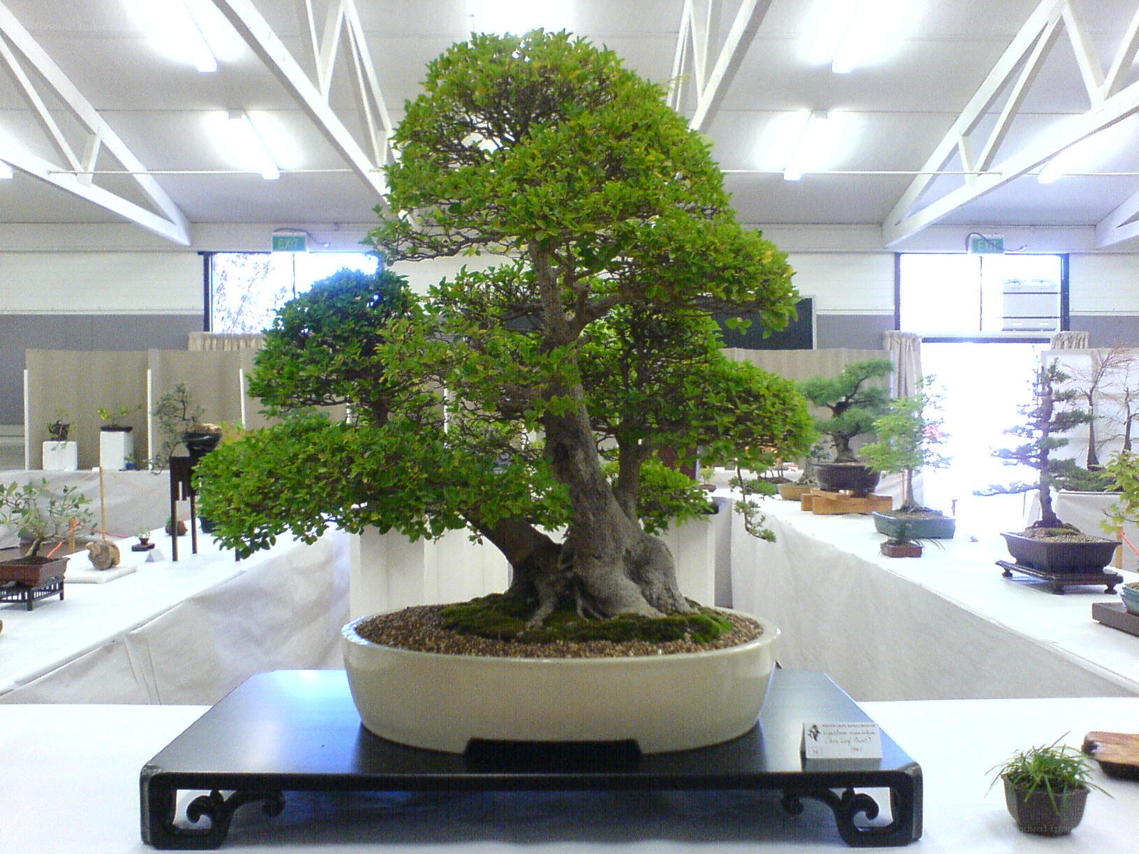 Bonsai tree on display
