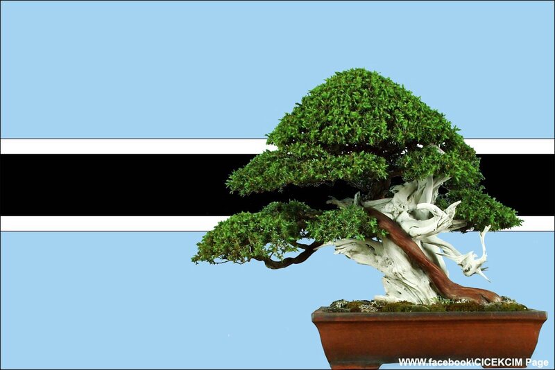 Bonsai tree on flag background