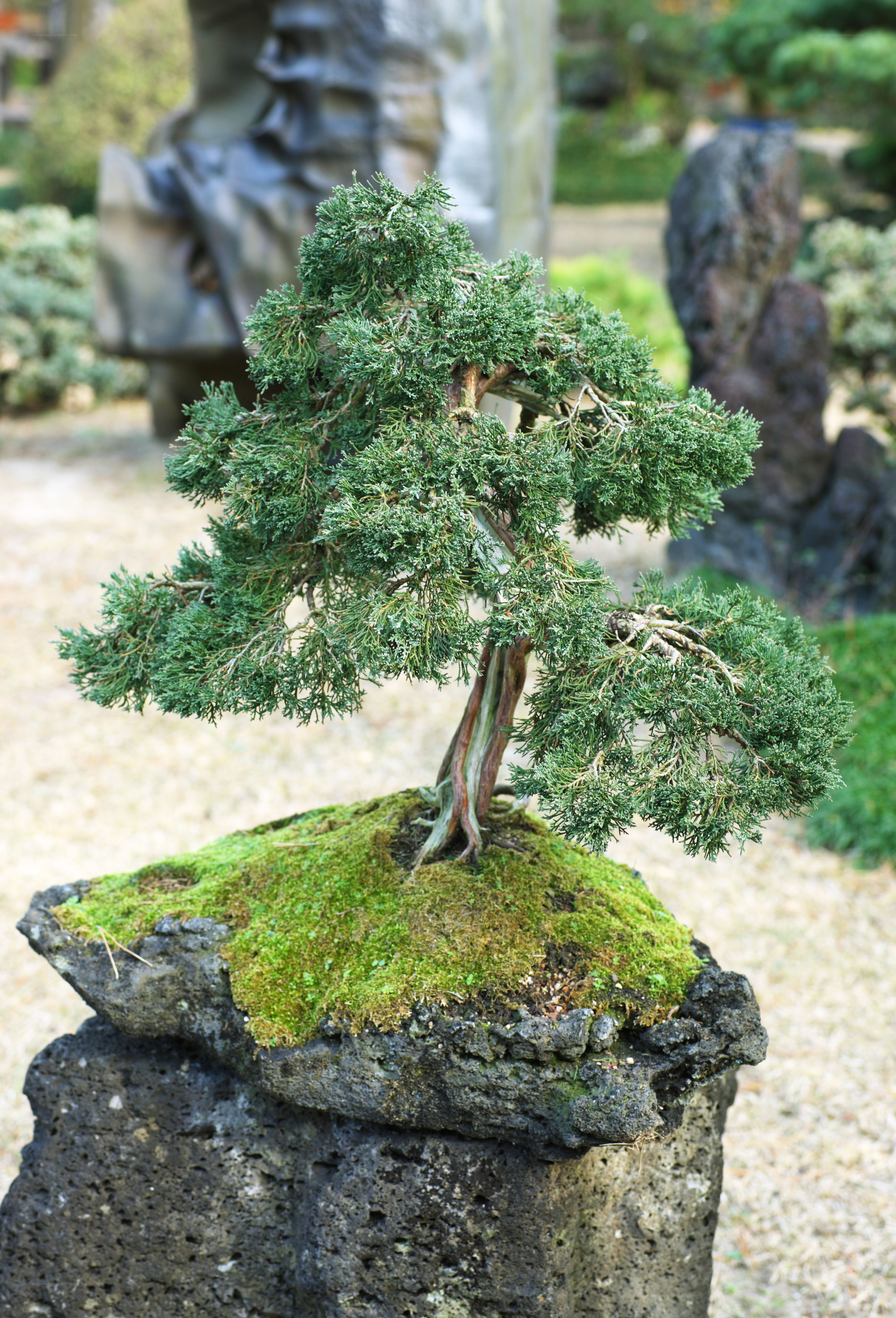 Bonsai tree on mossy rock