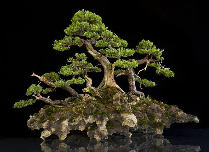 Bonsai tree on rock