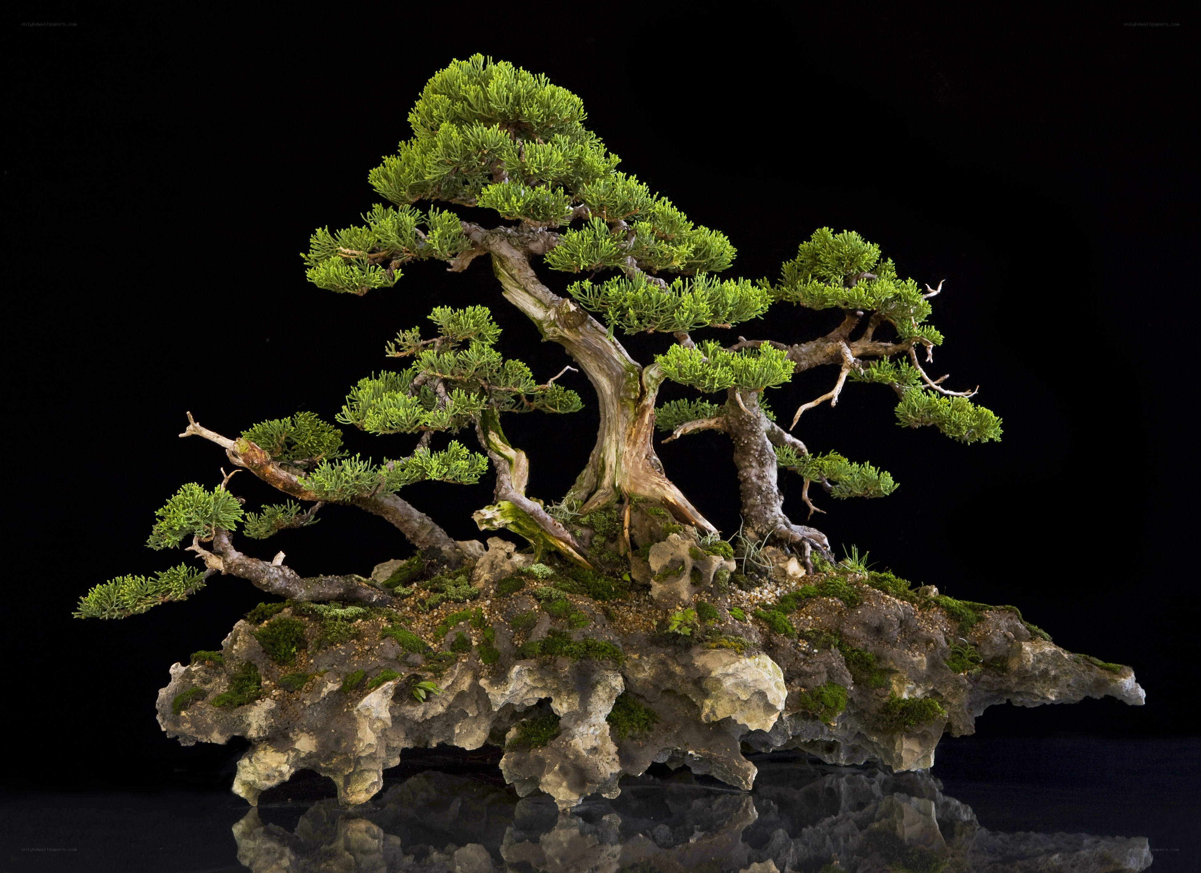 Bonsai tree on rock