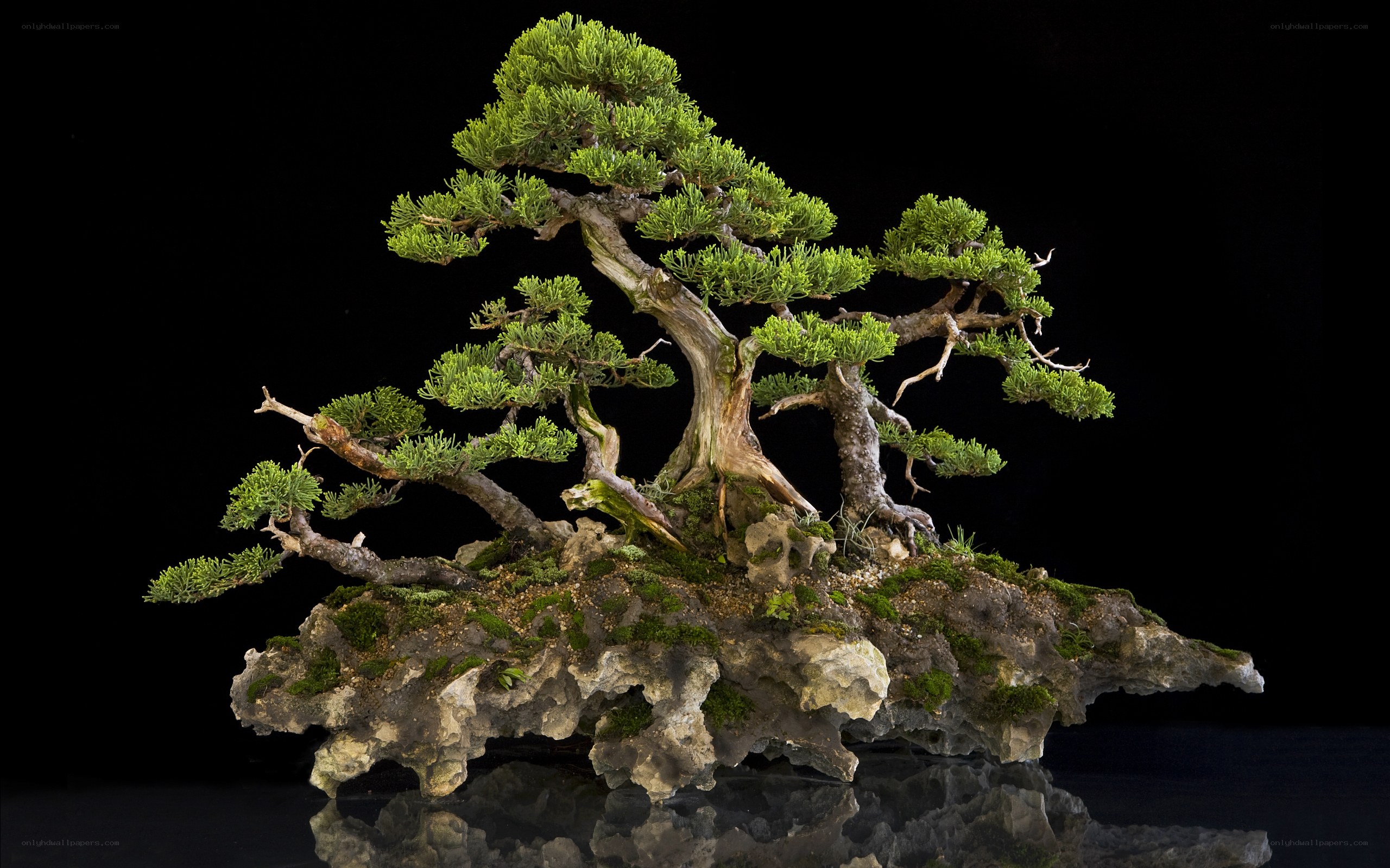 Bonsai tree on rock