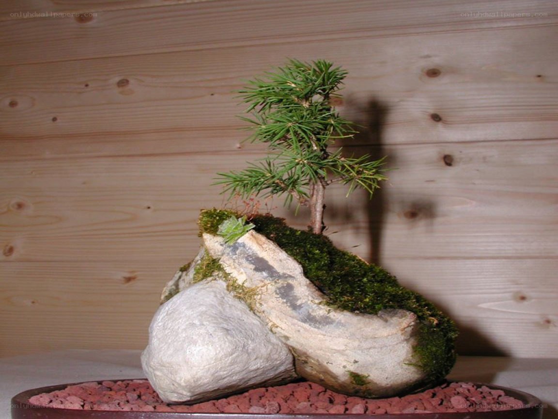 Bonsai tree on rock