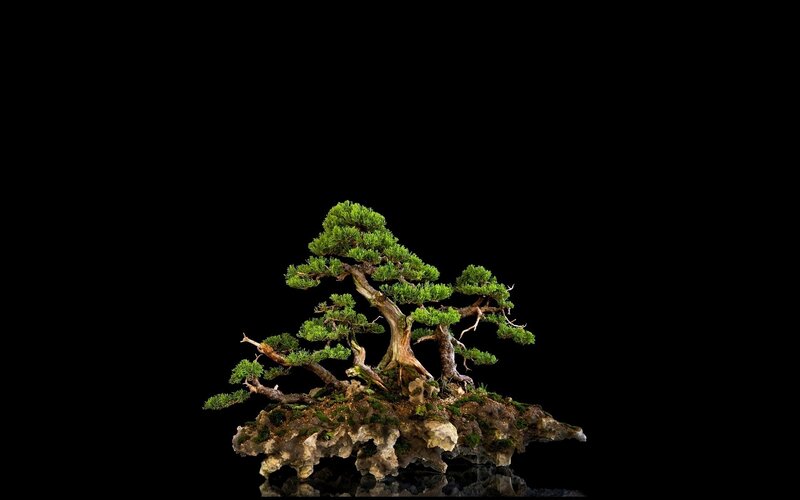 Bonsai tree on rock