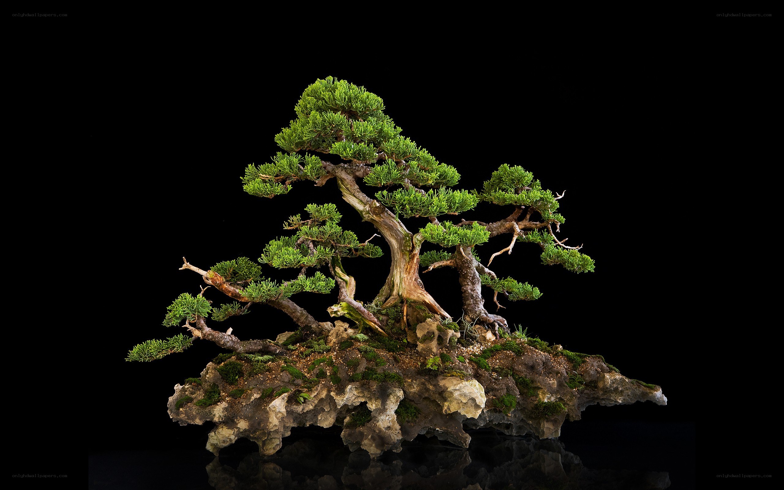 bonsai tree on rock