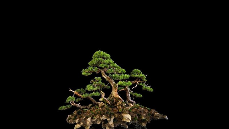 Bonsai Tree on Rock — Green, Serene, Photograph, Moss, Brown, Black
