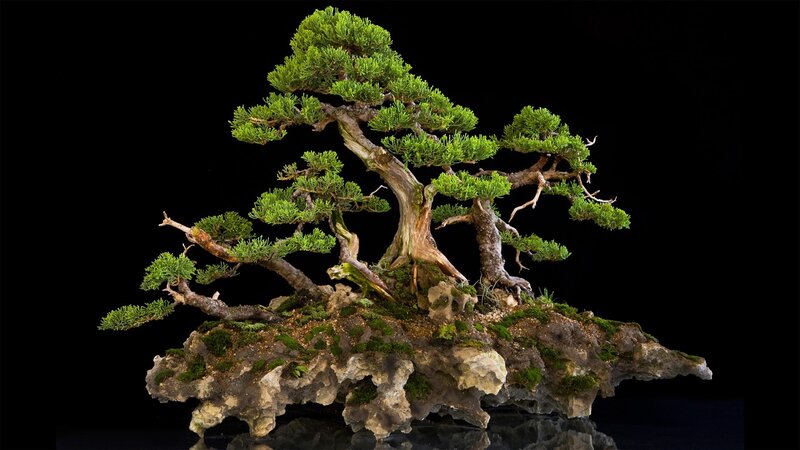 Bonsai Tree on Rock — Green, Serene, Photograph
