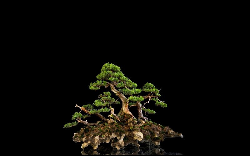 Bonsai Tree on Rock — Green, Serene