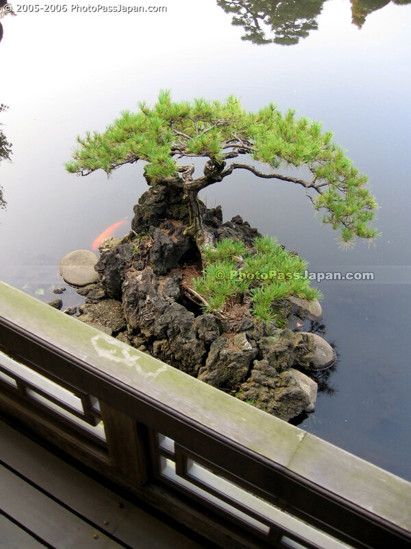 Bonsai tree on rock island