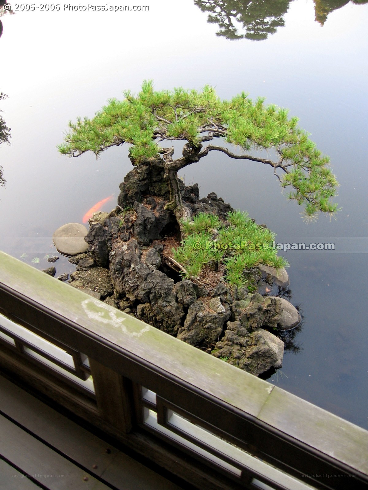 Bonsai tree on rock island