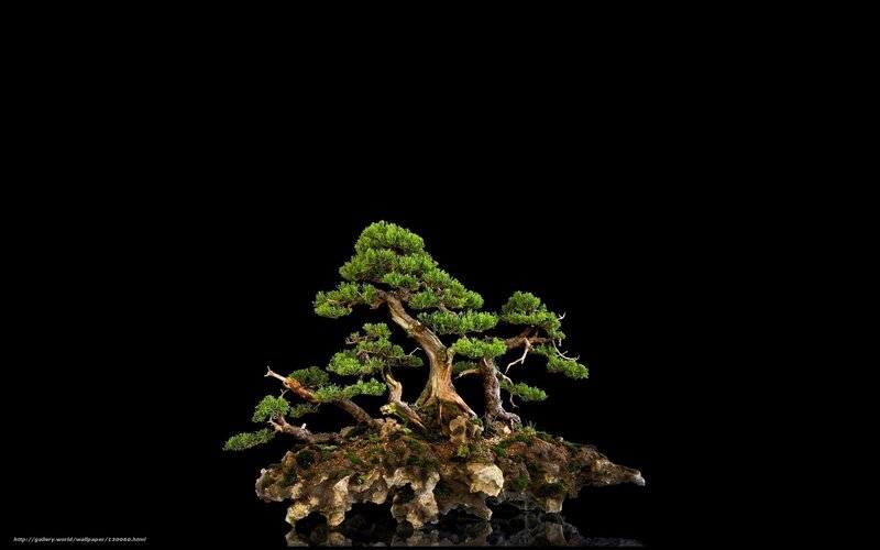 Bonsai tree on rock