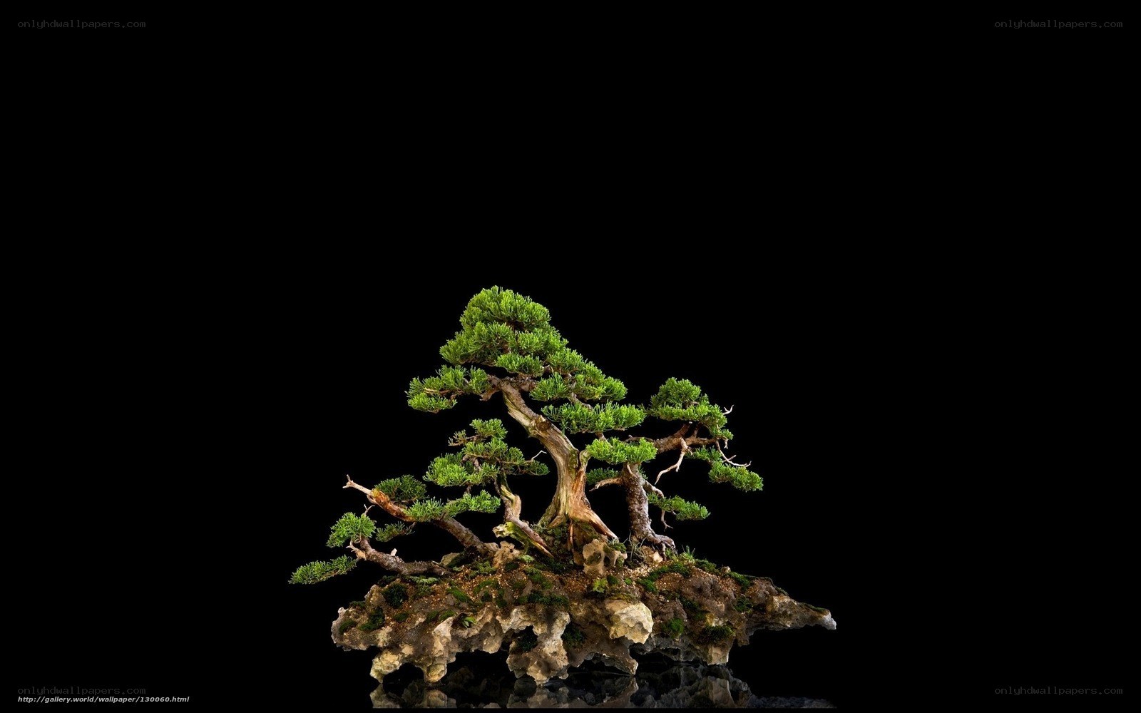 Bonsai tree on rock