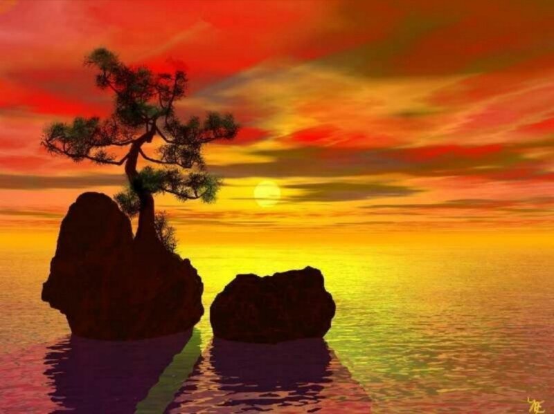 Bonsai Tree on Rocks