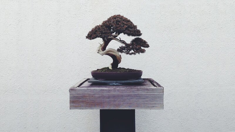 Bonsai Tree on Stand