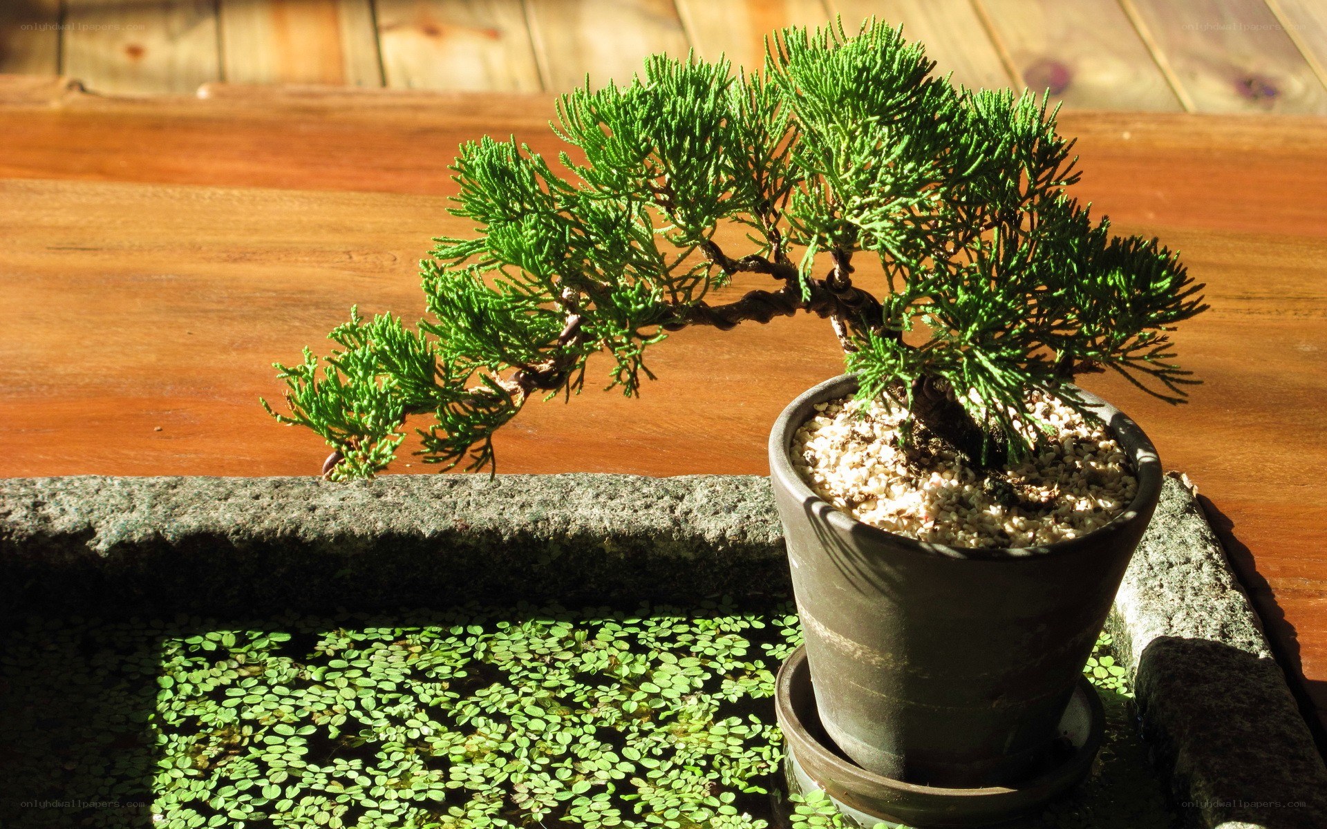 Bonsai tree on wooden table