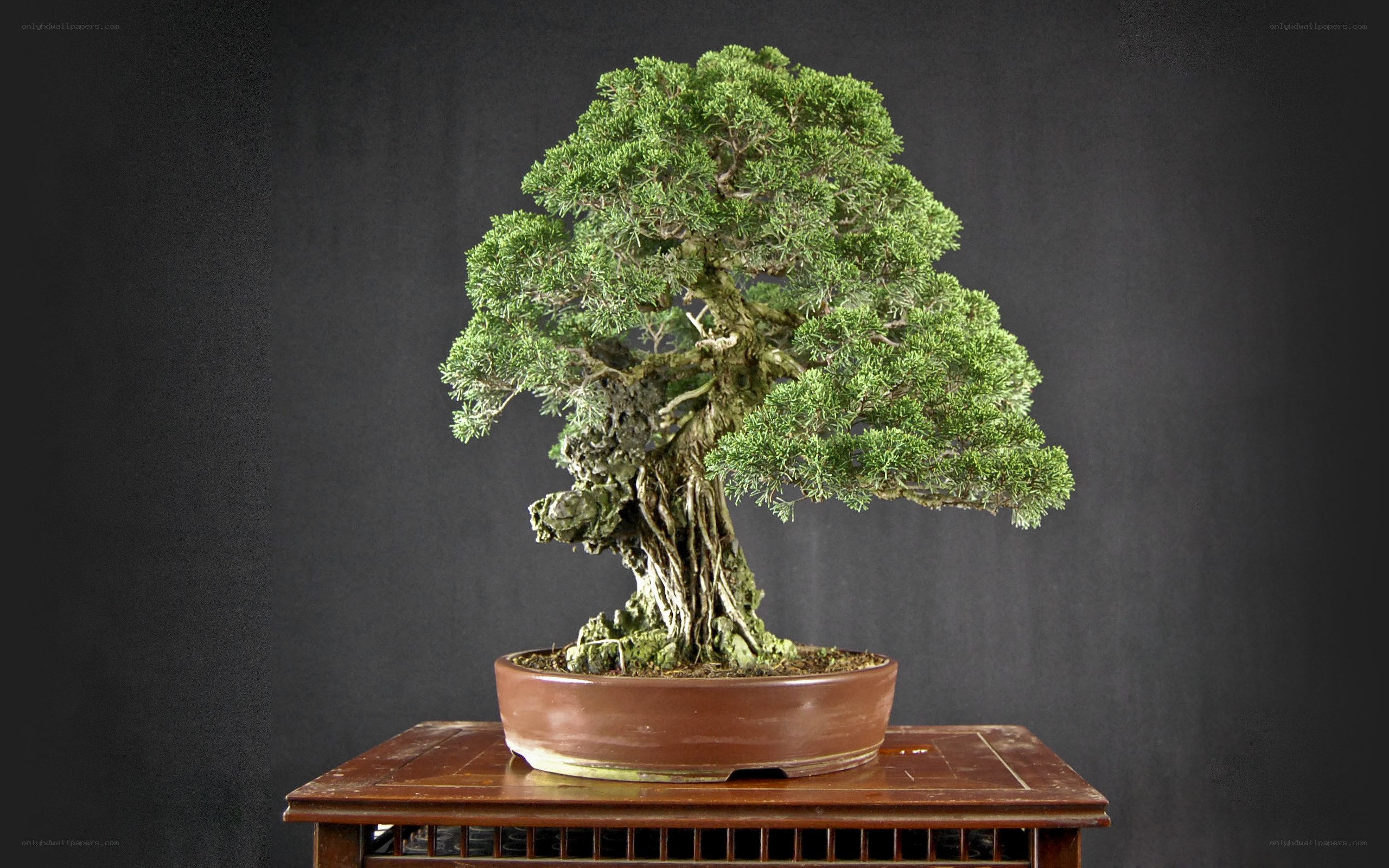 bonsai tree on wooden table