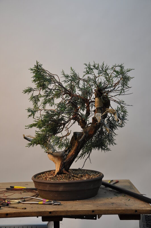 Bonsai tree on workbench
