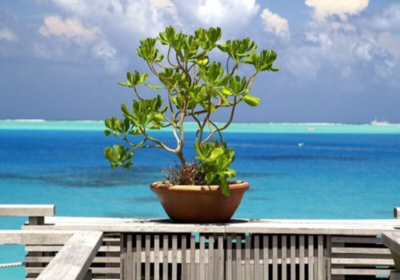 Bonsai tree overlooking the ocean