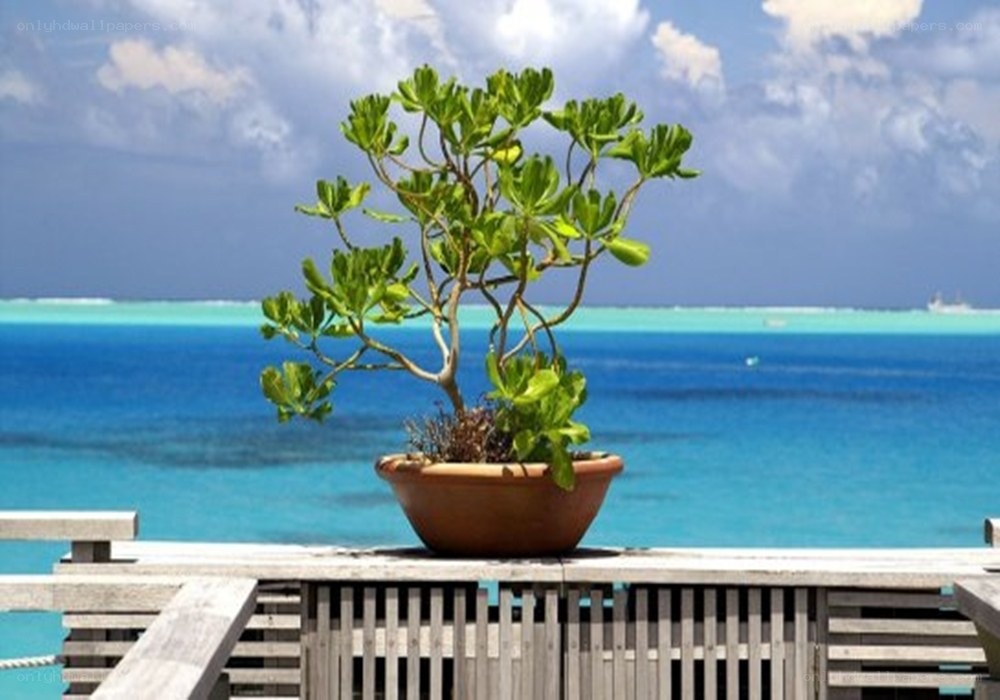 Bonsai tree overlooking the ocean