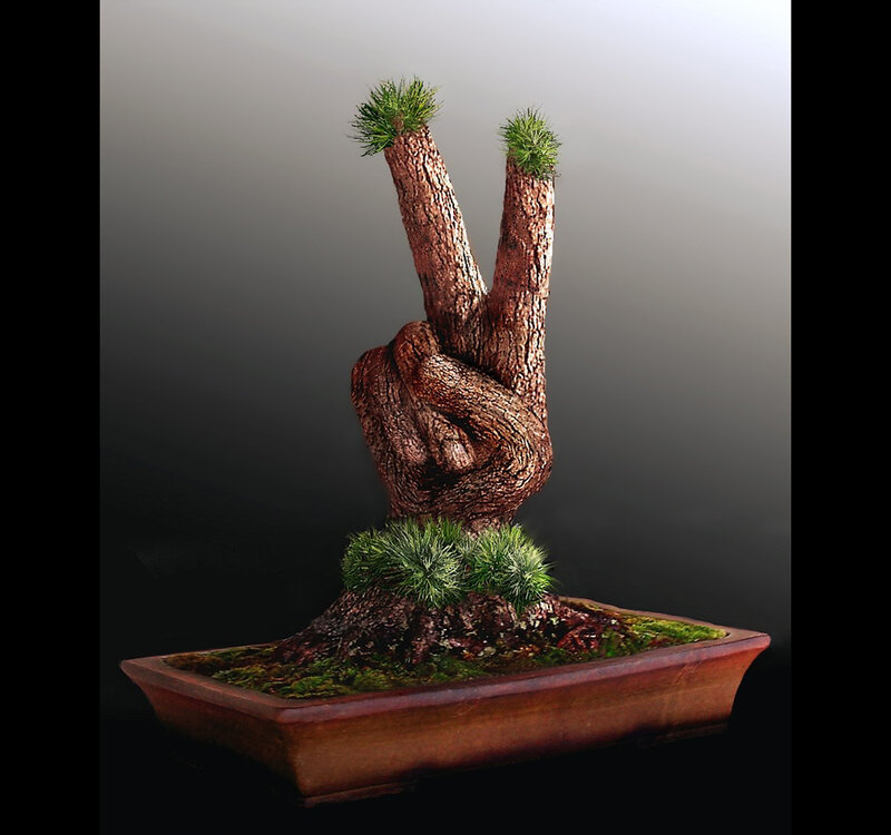 Bonsai tree shaped like a peace sign