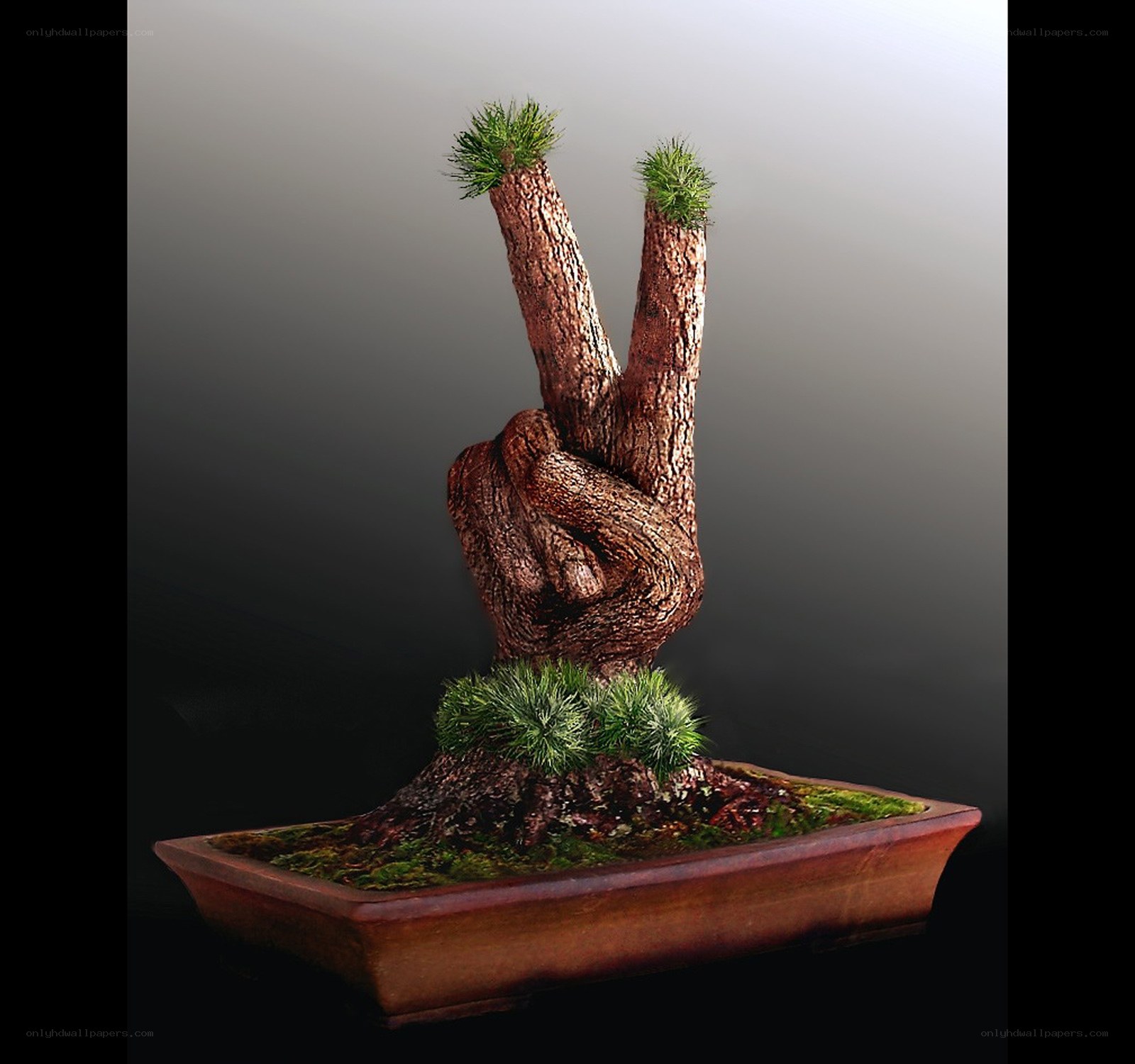 Bonsai tree shaped like a peace sign
