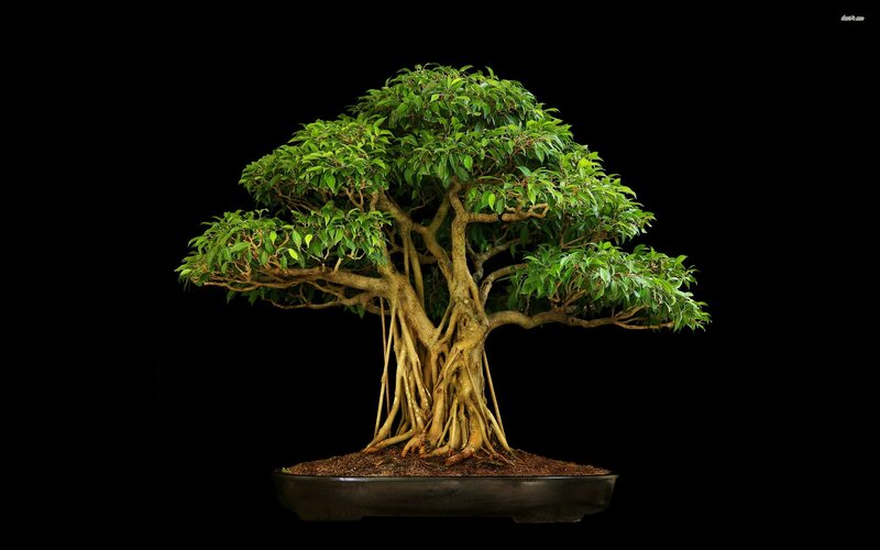 Bonsai Tree with Aerial Roots — Green, Serene