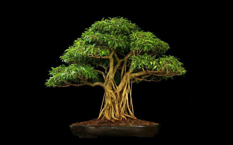 Bonsai Tree with Aerial Roots — Green