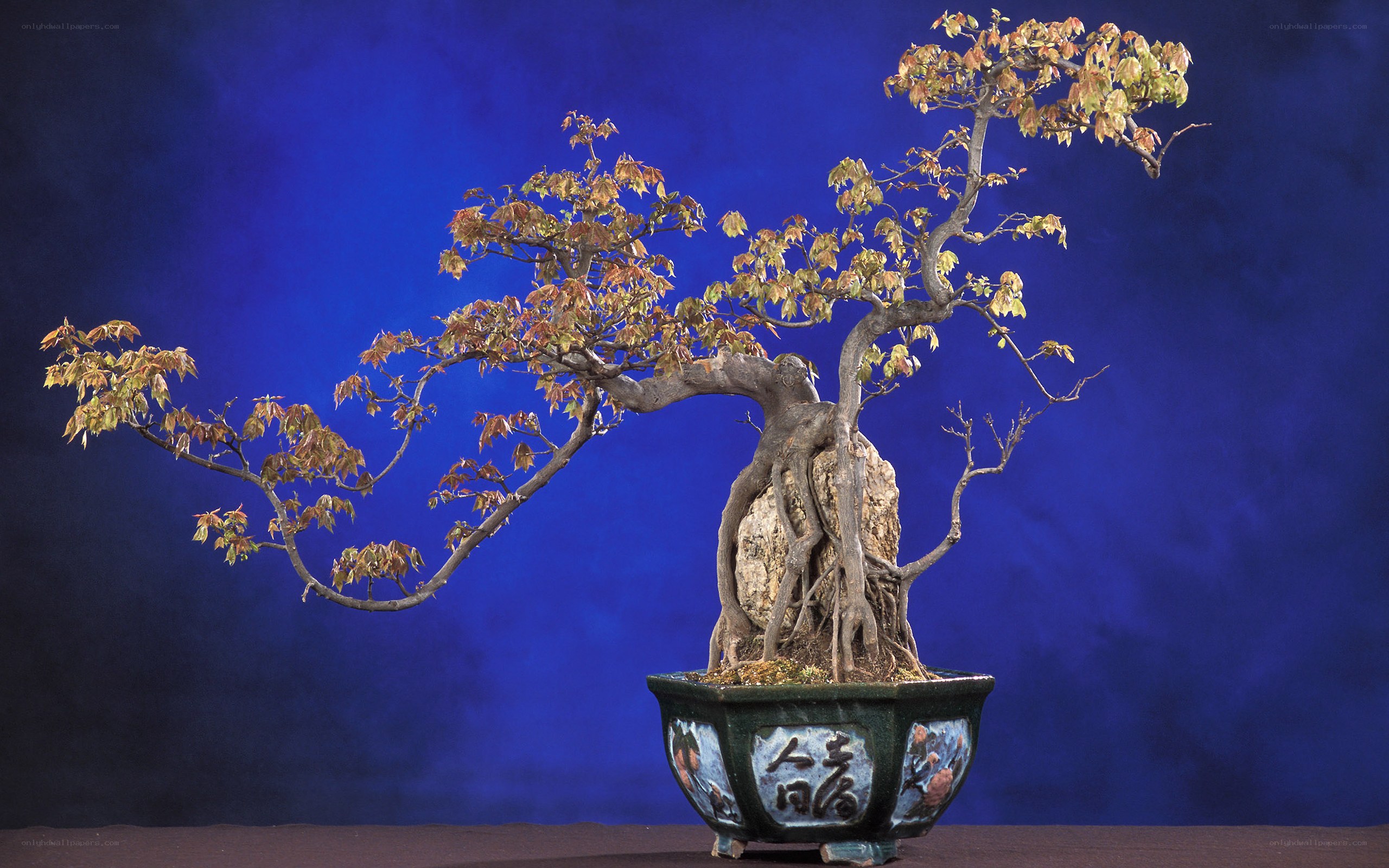 Bonsai tree with autumn leaves