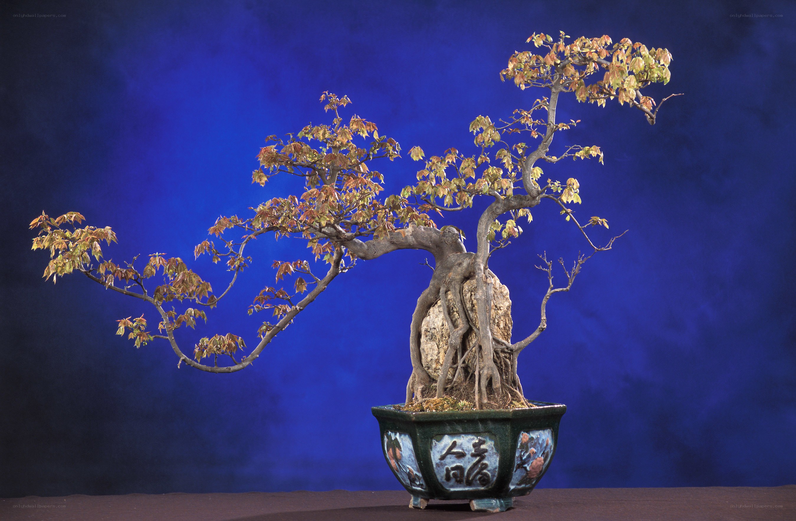 Bonsai tree with autumn leaves