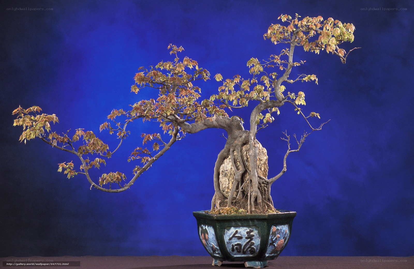 Bonsai tree with autumn leaves
