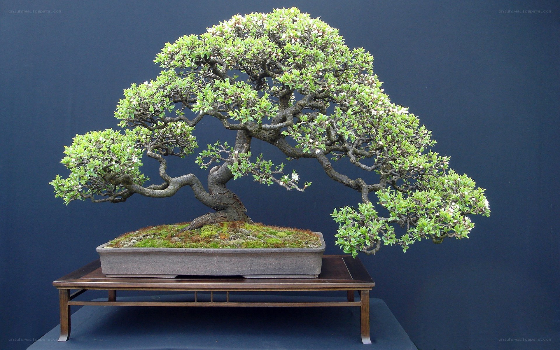 Bonsai tree with blossoms