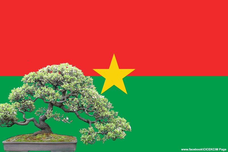 Bonsai tree with Burkina Faso flag