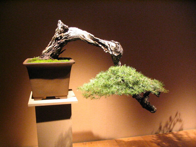 Bonsai tree with curved trunk