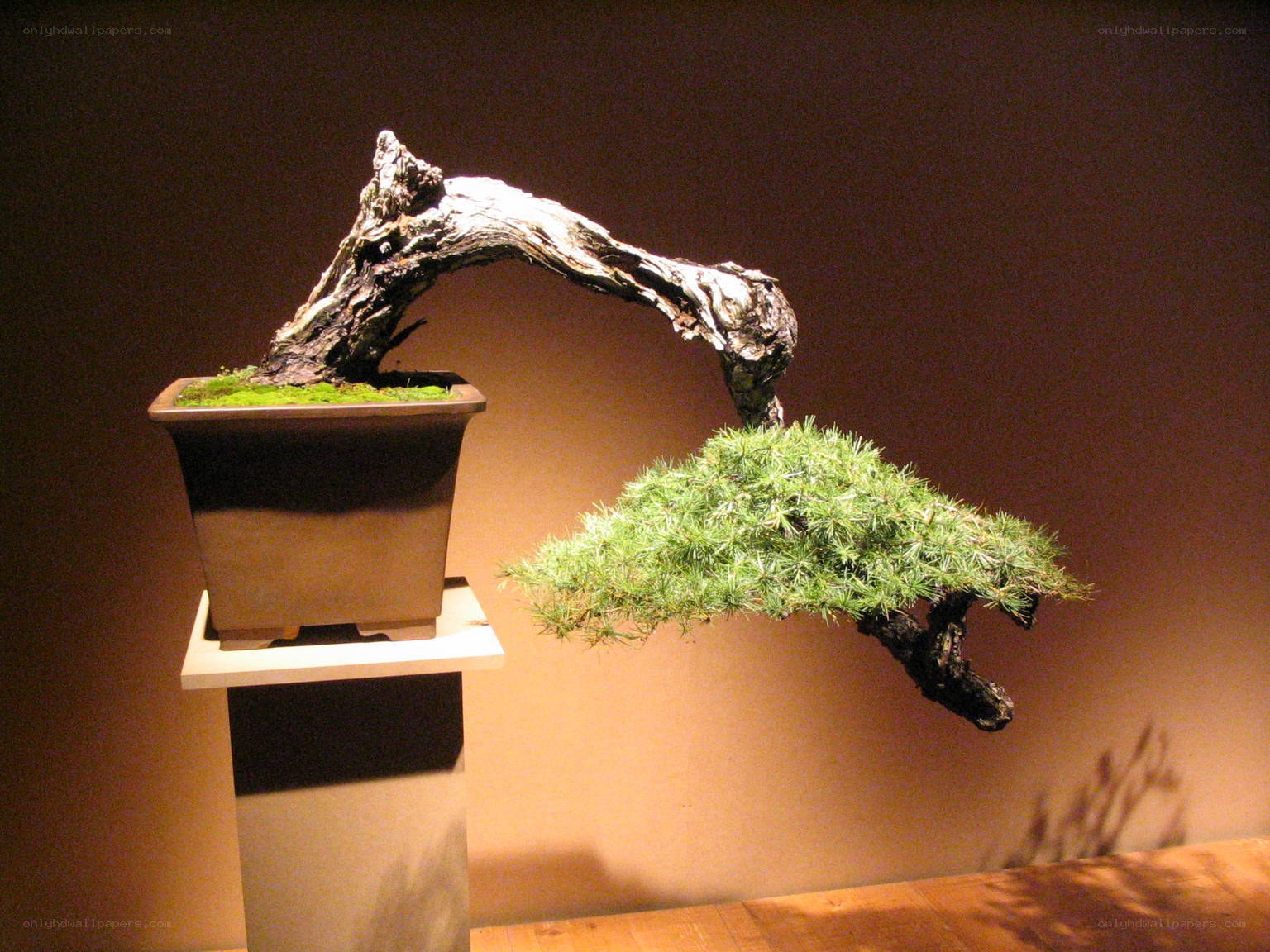 Bonsai tree with curved trunk
