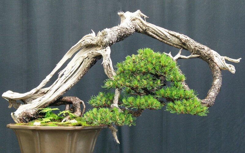 Bonsai Tree with Dead Wood — Green