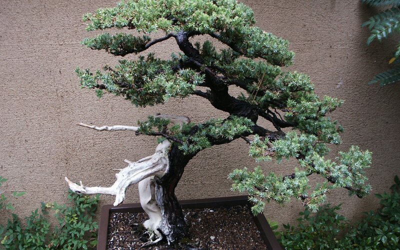 Bonsai Tree with Dead Wood