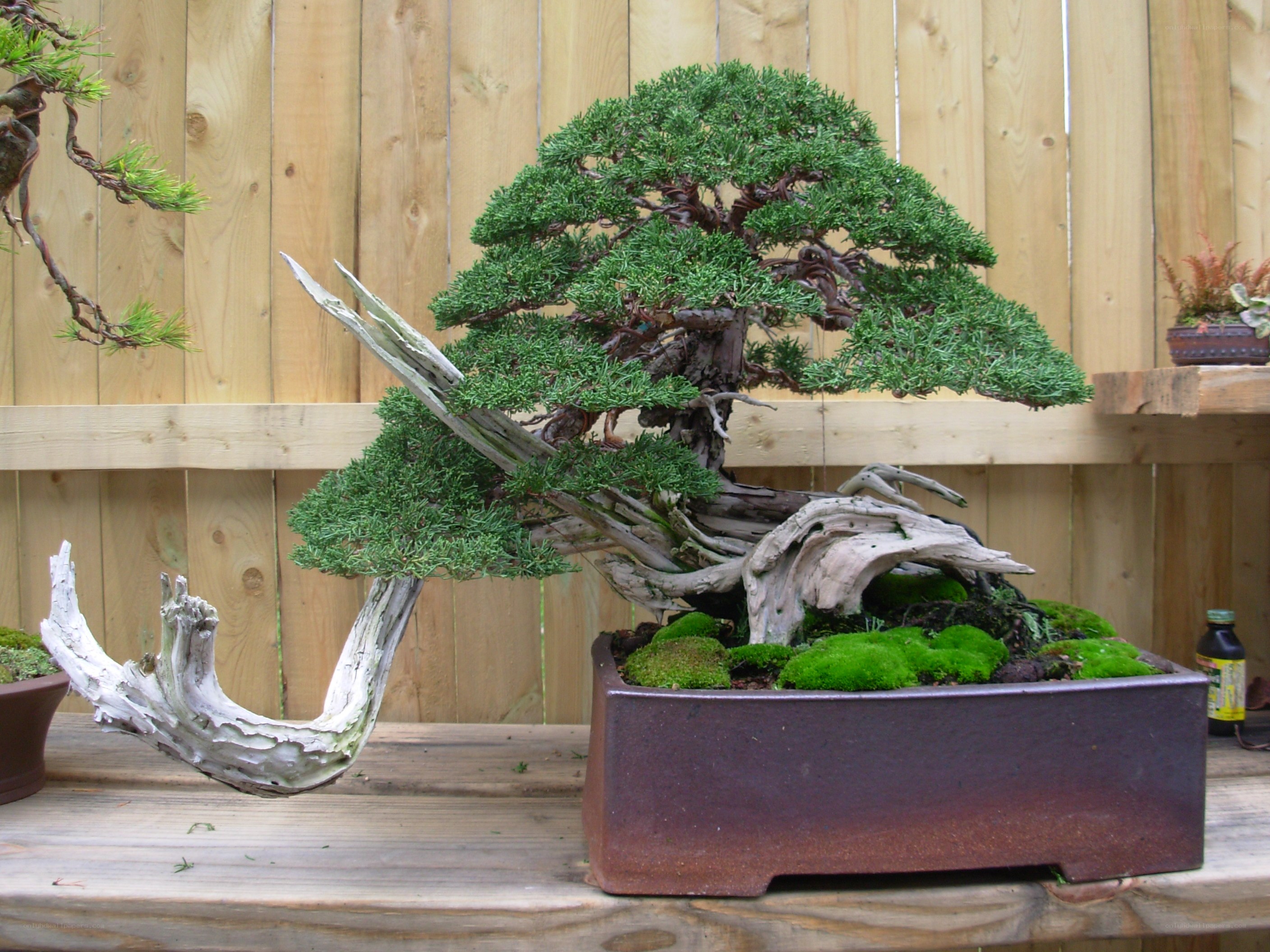Bonsai tree with driftwood