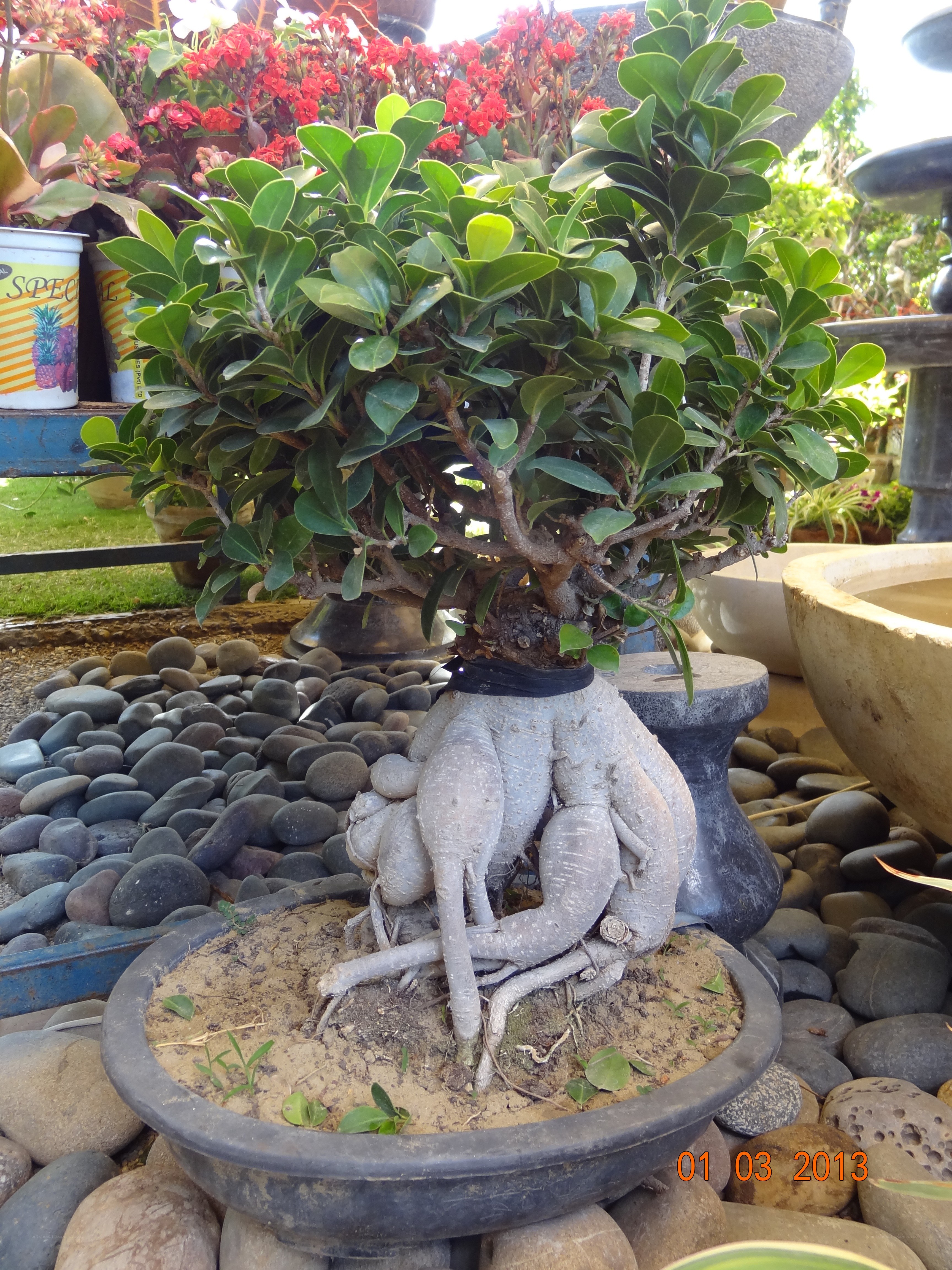 Bonsai tree with exposed roots
