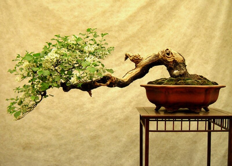Bonsai Tree with Flowers — Brown