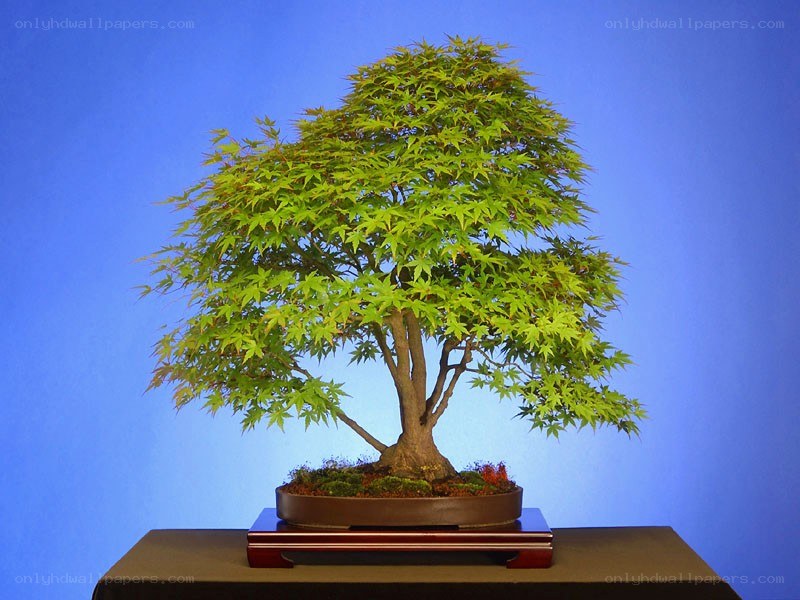 Bonsai tree with green leaves
