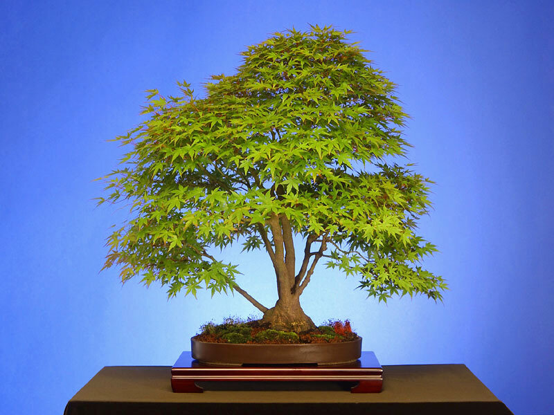 Bonsai tree with green leaves