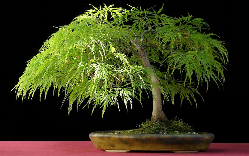 Bonsai tree with green leaves