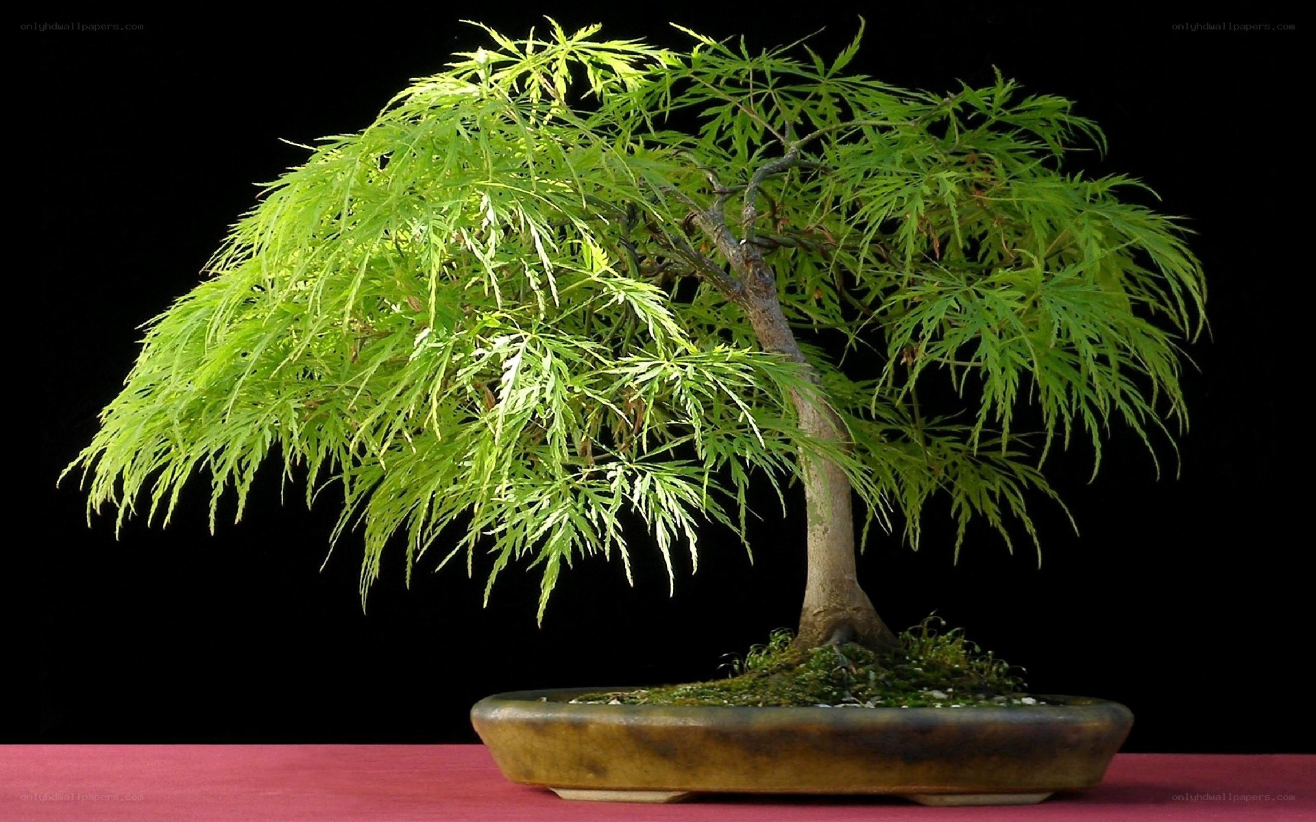 Bonsai tree with green leaves