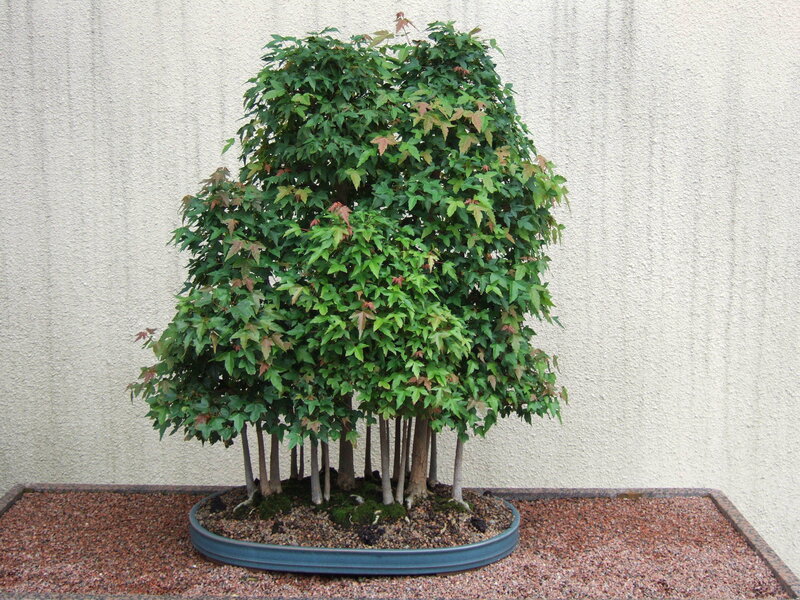 bonsai tree with multiple trunks