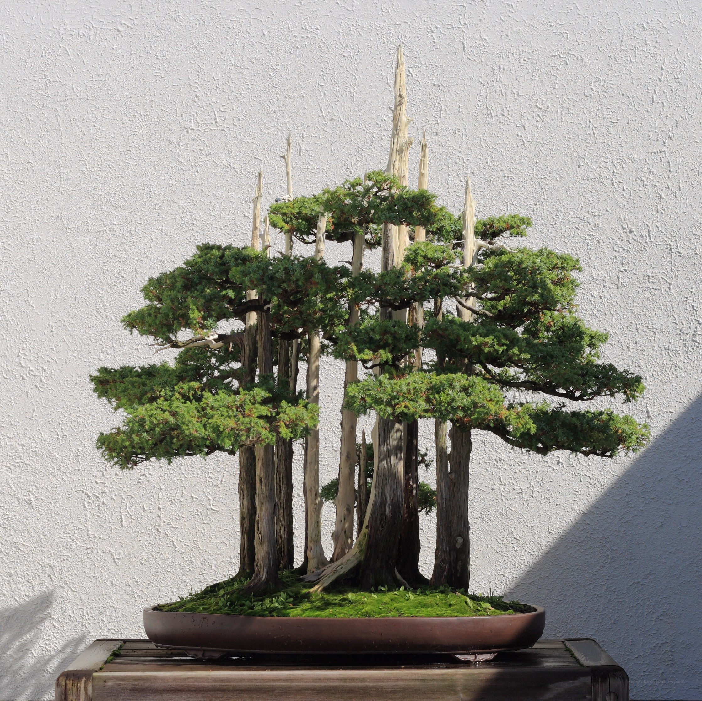 Bonsai tree with multiple trunks