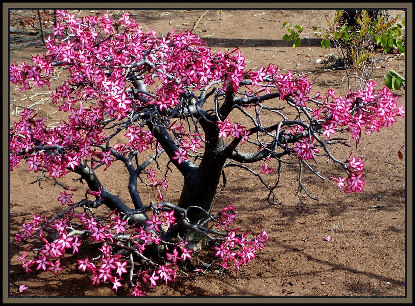Bonsai tree with pink flowers