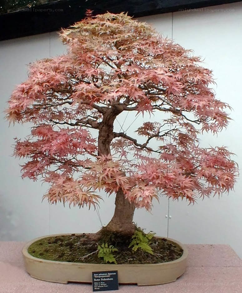 Bonsai tree with pink leaves