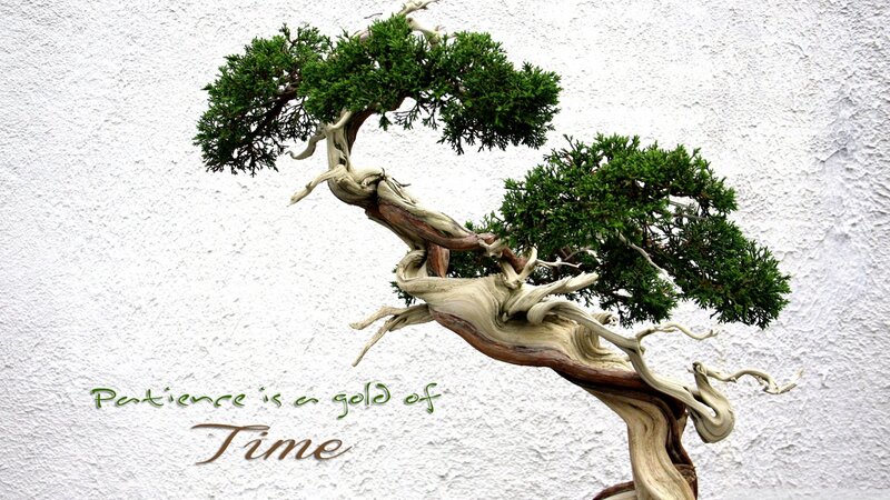 Bonsai tree with quote